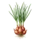Échalote