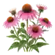 Échinacée