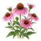 Échinacée