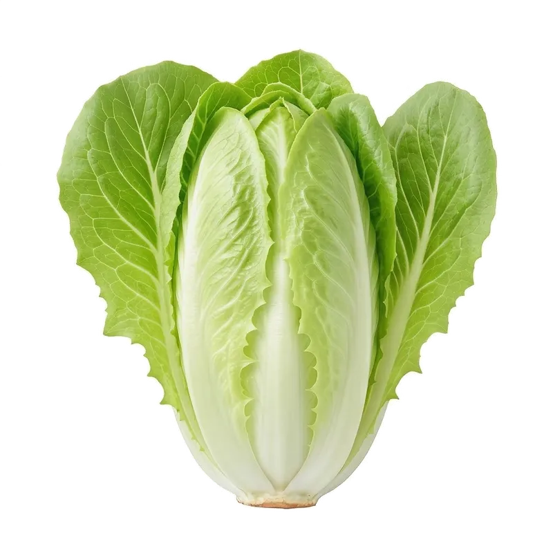 Belles endives blanches et croquantes (chicons) aux pointes légèrement jaunes, fraîchement récoltées après forçage