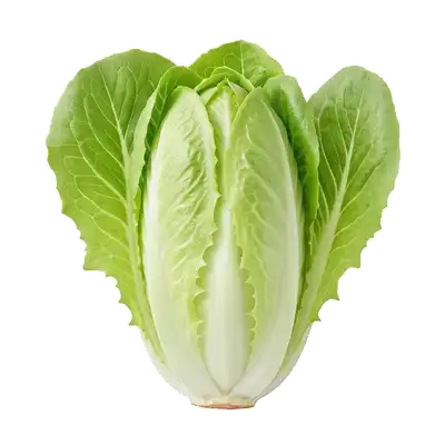 Belles endives blanches et croquantes (chicons) aux pointes légèrement jaunes, fraîchement récoltées après forçage