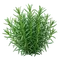 Estragon