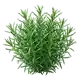 Estragon