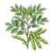 Fève