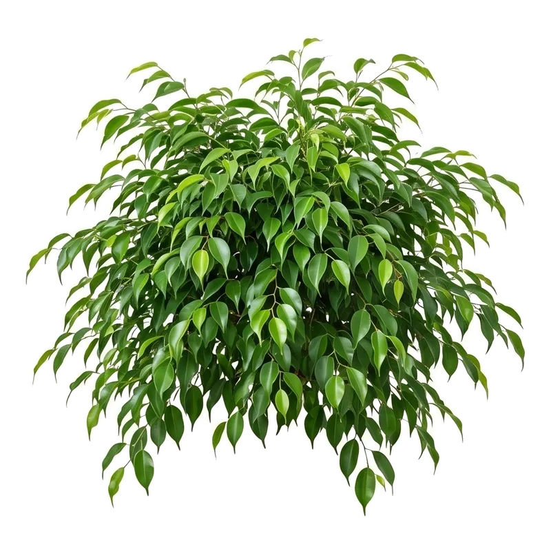 Majestueuse plante d'intérieur Ficus Benjamina au port touffu et gracieux, dont les fines branches retombent pleines de petites feuilles brillantes