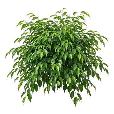 Majestueuse plante d'intérieur Ficus Benjamina au port touffu et gracieux, dont les fines branches retombent pleines de petites feuilles brillantes