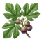 Figuier