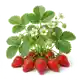 Fraisier Gariguette