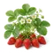 Fraisier Gariguette