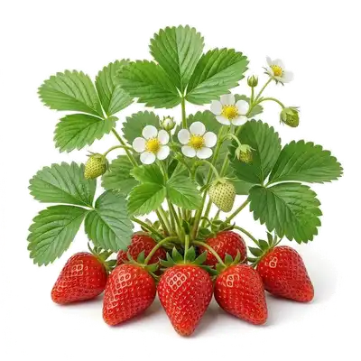 Fraisier Gariguette vigoureux montrant plusieurs fraises rouges allongées et juteuses prêtes à la cueillette