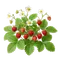 Fraisier des Bois
