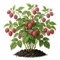 Framboisier