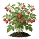 Framboisier