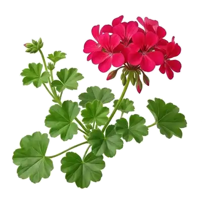 Géranium lierre retombant en une impressionnante cascade florale aux couleurs vives et lumineuses depuis une suspension