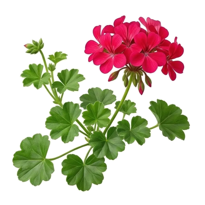 Géranium lierre retombant en une impressionnante cascade florale aux couleurs vives et lumineuses depuis une suspension