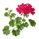 Géranium Lierre