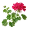 Géranium Lierre