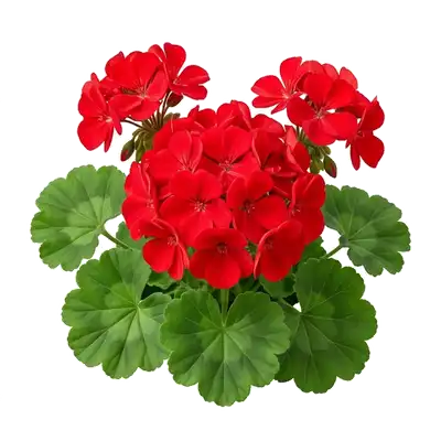 Éclatante potée de géranium zonal de balcon déployant ses lourdes ombelles sphériques de fleurs aux teintes vives sur son feuillage lobé caractéristique