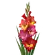Glaïeul