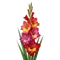 Glaïeul