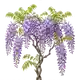 Glycine
