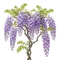 Glycine