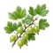 Groseillier à Maquereau