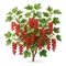 Groseillier