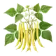 Haricot Beurre