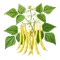 Haricot Beurre