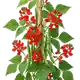 Haricot d'Espagne