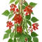 Haricot d'Espagne