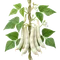 Haricot Tarbais