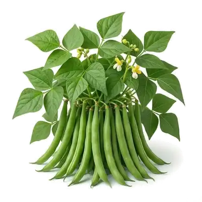 Plant de haricot vert nain bien buissonnant et chargé de longues gousses vertes fines et tendres prêtes à être cueillies