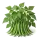 Haricot Vert Nain