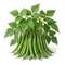 Haricot Vert Nain