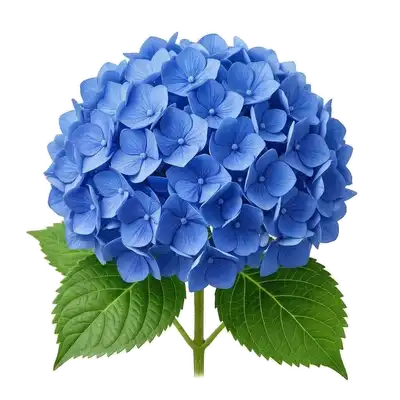 Spectaculaires et énormes têtes florales sphériques d'hortensia colorées de nuances pastel de rose et de bleu, entourées de feuillage