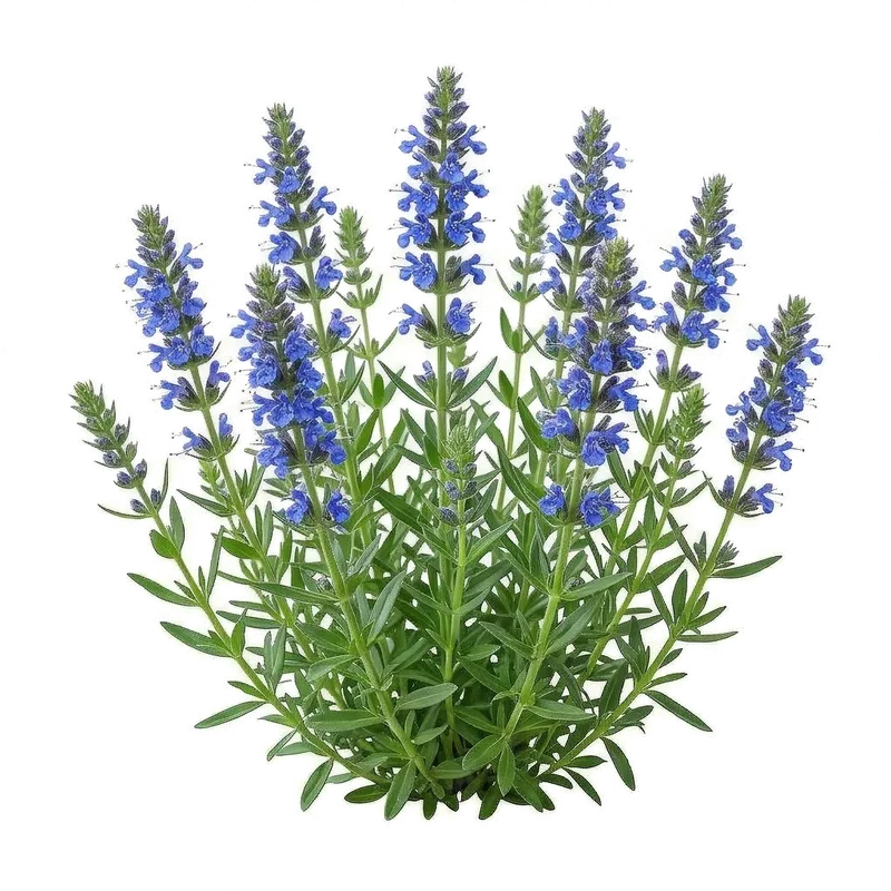 Touffe buissonnante d'hysope parsemée d'épis floraux d'un bleu violacé intense attirant de nombreux insectes pollinisateurs