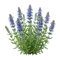 Hysope