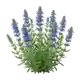 Hysope