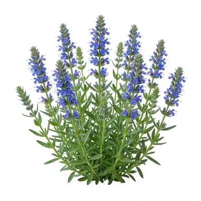 Touffe buissonnante d'hysope parsemée d'épis floraux d'un bleu violacé intense attirant de nombreux insectes pollinisateurs