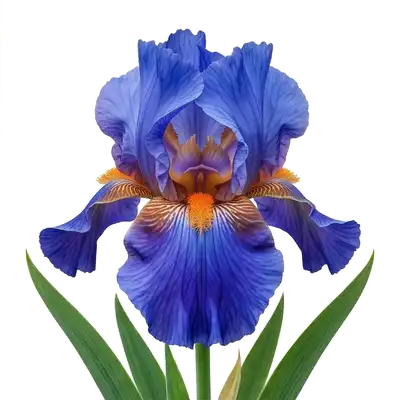Magnifiques fleurs d'iris des jardins aux grands pétales dressés et retombants, arborant des couleurs vives et printanières