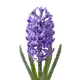 Jacinthe