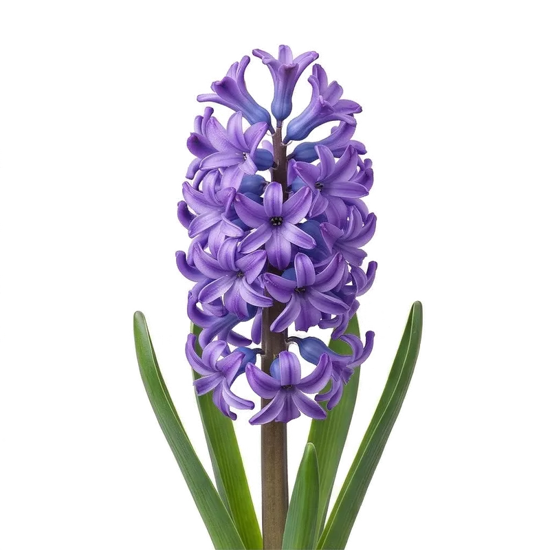 Épaisse hampe florale charnue de jacinthe, densément couverte de multiples fleurs en forme de clochettes très parfumées et colorées