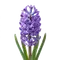 Jacinthe