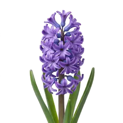 Épaisse hampe florale charnue de jacinthe, densément couverte de multiples fleurs en forme de clochettes très parfumées et colorées