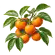 Kaki (Plaqueminier)