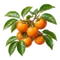 Kaki (Plaqueminier)