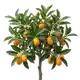Kumquat