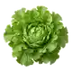 Laitue Feuille de Chêne